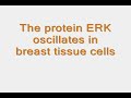 PNNL: ERKs Got Rhythm