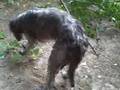 Deerhound demolition