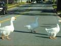 Snow Geese crossing the street to get to the other side