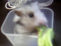 Click here to watch this video キャベツ食べてます