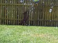 Click here to watch this video Norman and Abby chasing bubbles