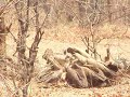 Vultures Devouring Imapal - S.Luangwa Zambia