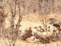 Vultures Devouring Imapal - S.Luangwa Zambia