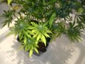 HELP! rapid yellowing of leaves. HELP! rapid yellowing of leaves.