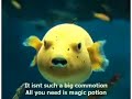 little yellow fish