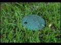 The story of the toad who got trapped when growing up...