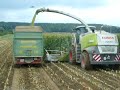 Silomaisernte mit Claas Jaguar 980 mit Orbis 750 10Reiher auf Brantner Power Tube 13045 an John Deere 6310SE