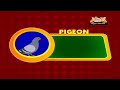 Animal Sounds in Hindi - Pigeon
