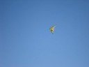 Ed Levin 2008-10-18 Green Glider