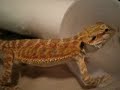 Spike The Bearded Dragon Chowing Down! Spike The Bearded Dragon Chowing Down!