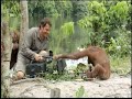 animal.discovery.com The students of Forest School 103 share their island paradise with a strange and unpredictable species: the film crew. See what it's like to film Orangutan Island.