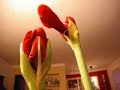 Blooming Amaryllis - Timelapse