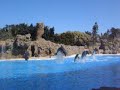 Les Dophins