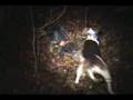 Walker & Bluetick 1-12-08 treed great video. [nwards]