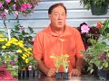 Growing Vegetables : Growing Zucchini