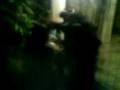 videos de UVAS: jastriii la fan 1