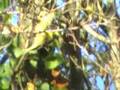 Carbonero garrapinos (creo)
