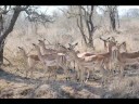Kruger Park ?????????