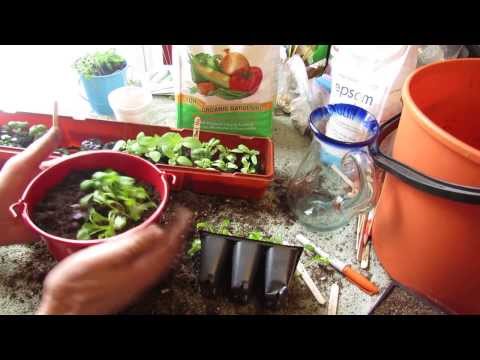 how to fertilize basil