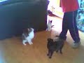 vliegende katten vliegende katten