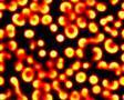 reaction diffusion spiral waves 2