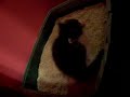 100_2825.mov