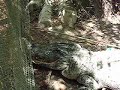 Catch30 - Alligator