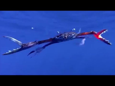 Floating Crab and Birds' Feet - Blue Planet - BBC Wildlife img · The Great Barrier Reef