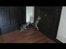 2 Kittens & a Laser Pointer 2 Kittens & a Laser Pointer