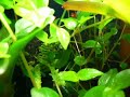 Oophaga pumilio - Mi vivario