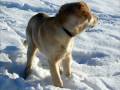 Goldenretriever Lupo im Schnee 