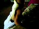 2 years old Kinji loves his bird and scare of it too.funny 2 years old Kinji loves his bird and scare of it too.funny