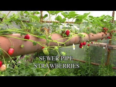 how to grow strawberries in a pot