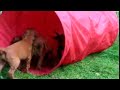 Rollover Beethoven