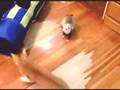 子猫 vs フェレット ＠ニコニコより