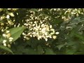 Bumble buzzing bee
