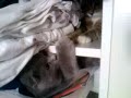 Car Fight 2 with Happy End! 2 Kleine Kitten im Schrank