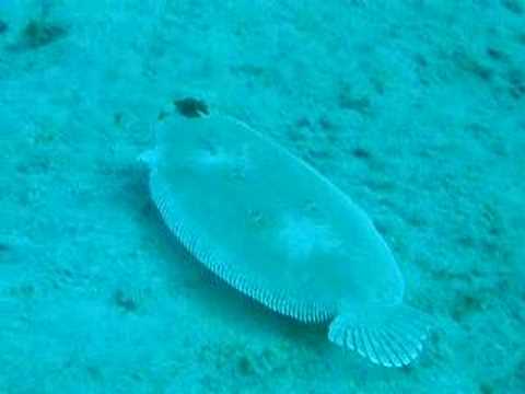 Flounder