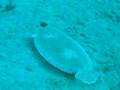 Flounder