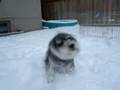 Max running in the snow