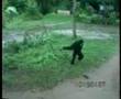 Funny Monky and The Dog