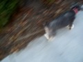 Kiki the dog - On Patrol