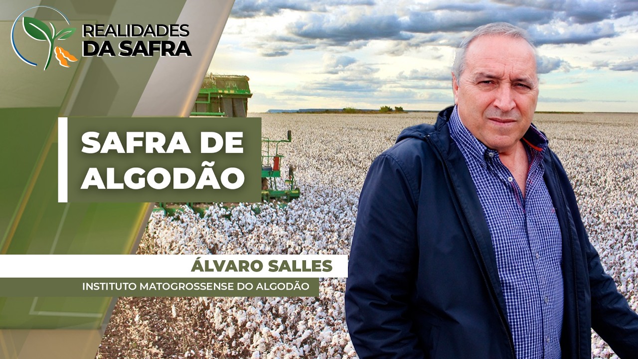 Falta de chuva acelera maturação do algodão em Mato Grosso e colheita se aproxima