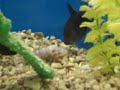 trigger fish eating other dead fish at petco