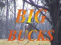Danger time for Deer, Big Bucks jump leap injury rut acciden