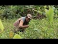 Coca-growing in Peru's Amazon - 11 May 09
