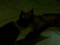 BLUPERS DE ANIMALES 2