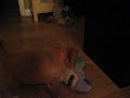 Daintree Duck Tollers- Mango and Uncle Edward the cat