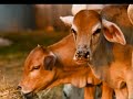 Oh, What A Beautiful Mornin - Oklahoma - Bryn Terfel, Bass Bariton