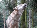howling wolf